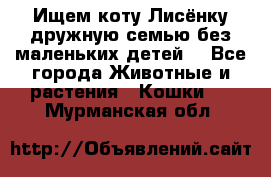 Ищем коту Лисёнку дружную семью без маленьких детей  - Все города Животные и растения » Кошки   . Мурманская обл.